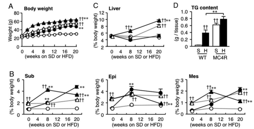 Mc4r - Hyperlipidemic mice - 维通达生物技术有限公司